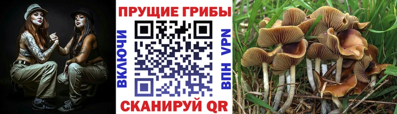 дарнет шоп  Шахунья  Галлюциногенные грибы MAGIC MUSHROOMS 